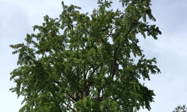 Large Ginkgo Tree