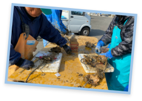 牡蠣の養殖体験（お土産付き）